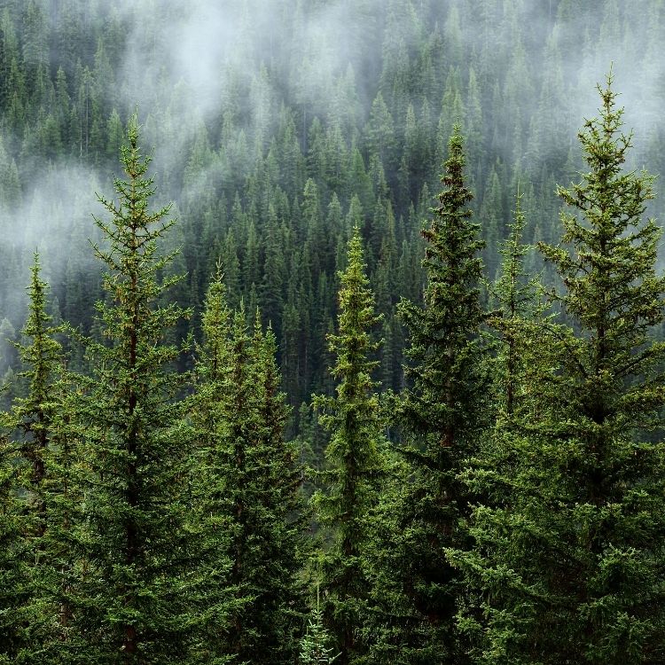 forêt durable sélection bois certification FSC