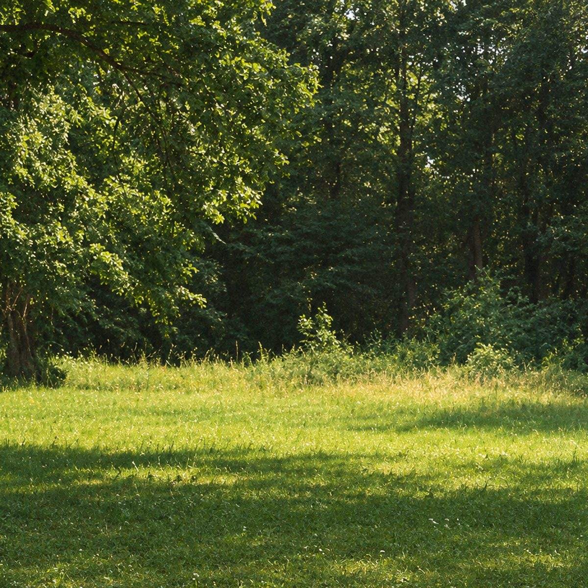 Toile de fond photo paysage naturel lisière de bois, format 3 x 3 m, visuel complet