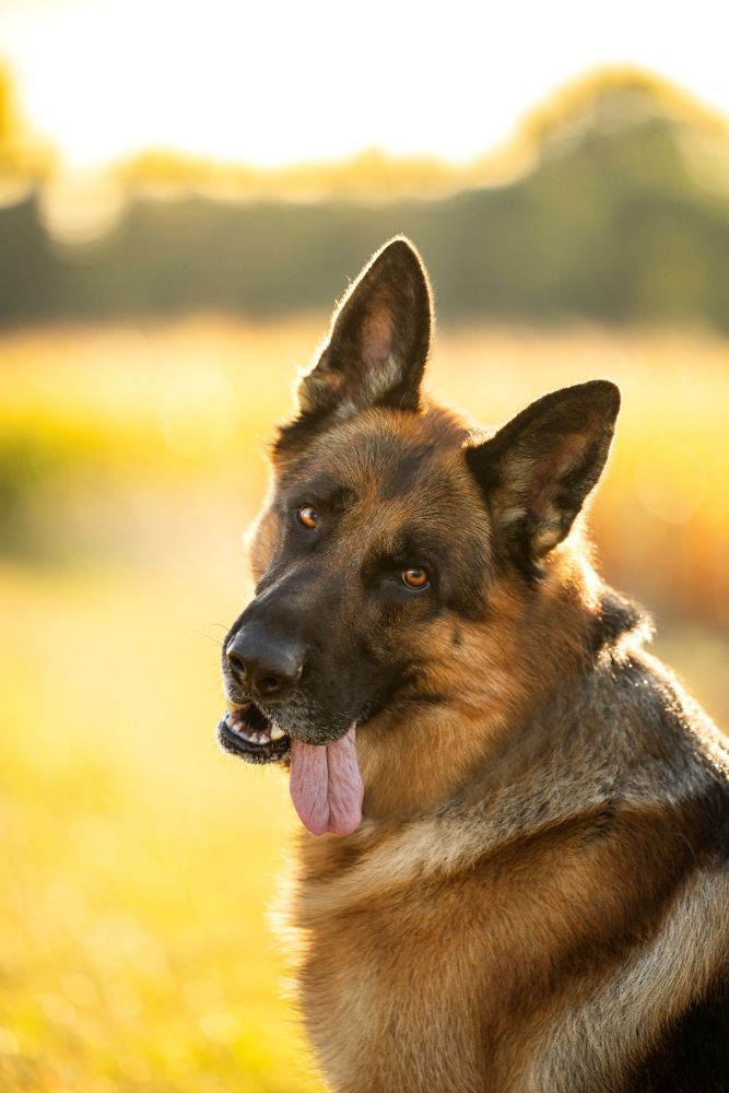Berger allemand en pleine nature, photographié par Lola Ledoux