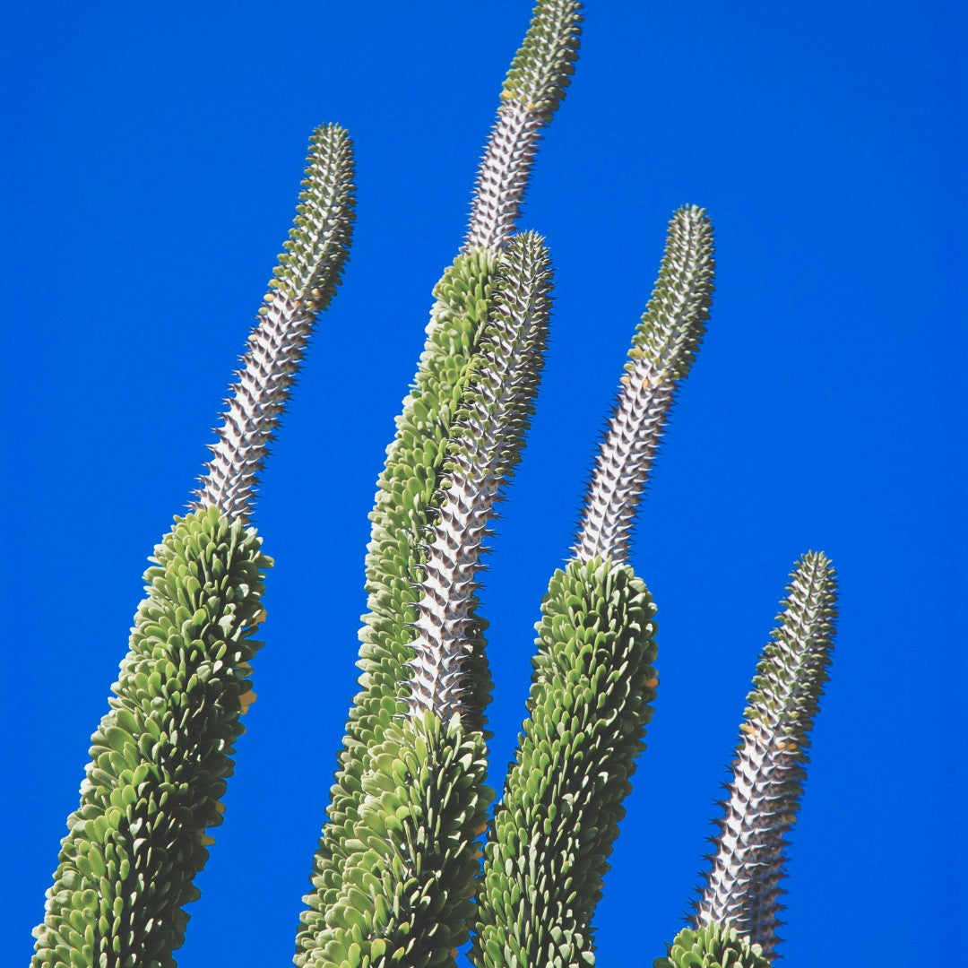 fond photo pliable bleu vert studioking chroma